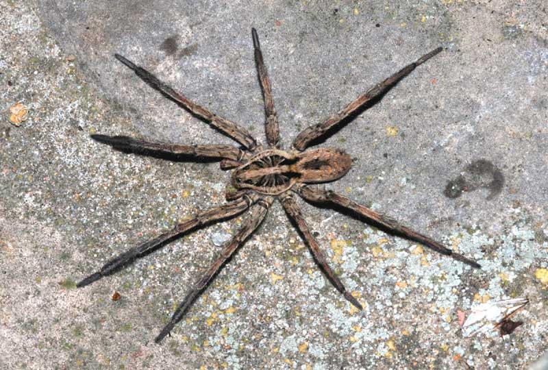Hogna radiata